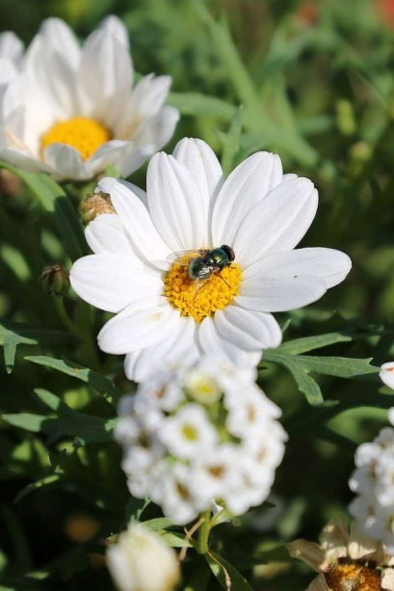 Margarida-de-paris (Chrysanthemum frutescens).