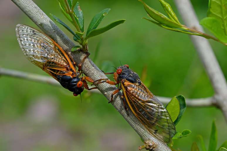 Cigarras em uma floresta