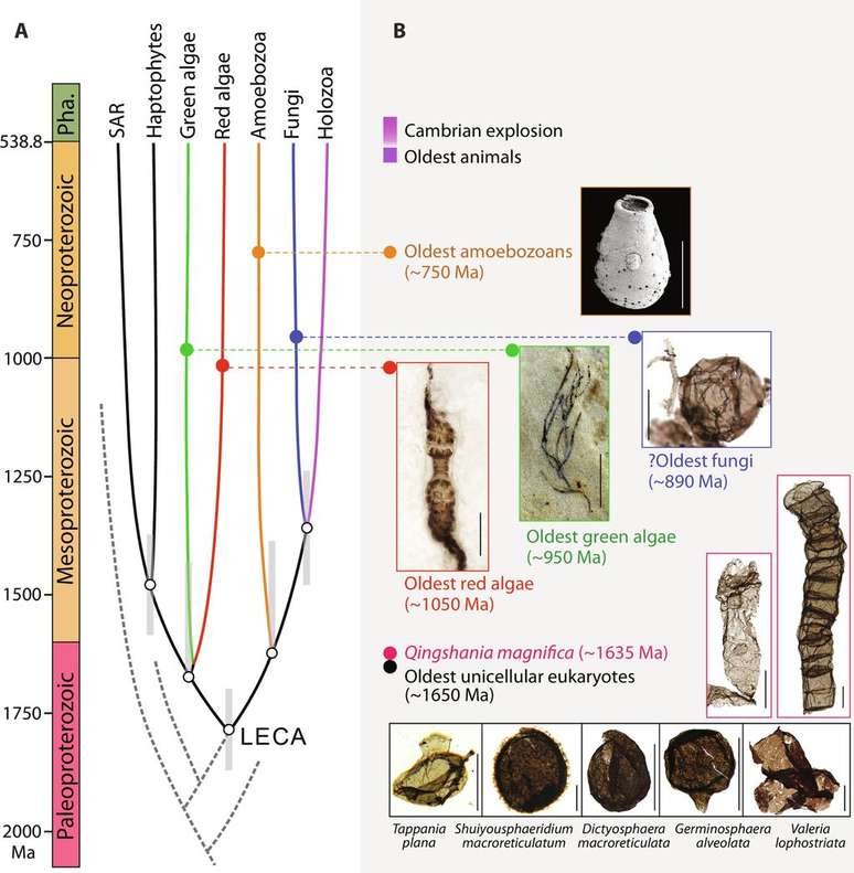 A evolução dos eucariontes a partir de seus fósseis, mostrada em uma linha do tempo (Imagem: Miao et al./Science Advances)