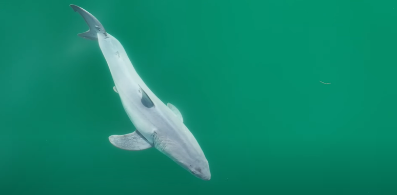 Tubarão-branco recém-nascido é visto na costa da Califórnia, nos EUA