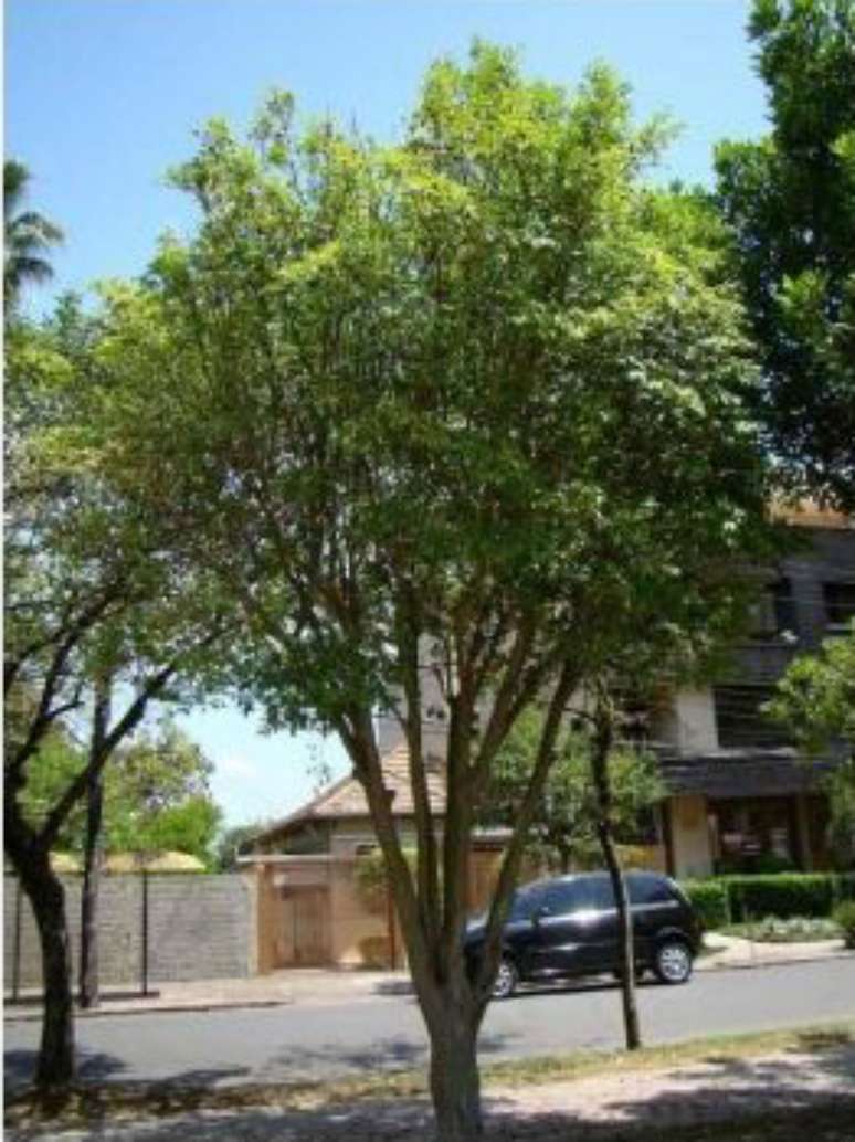 Rio Grande cherry. Medium size. Rio Grande cherry. Medium size.