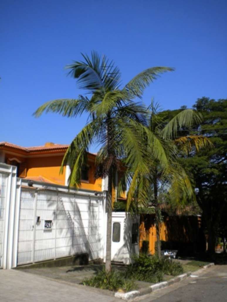 Palmito-Jussara. Palmito-Jussara.