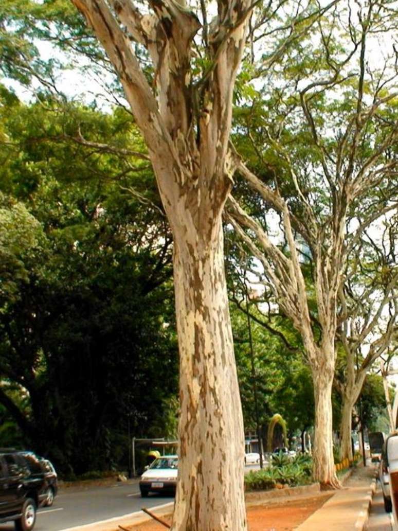 How to choose the best tree to plant on the sidewalk