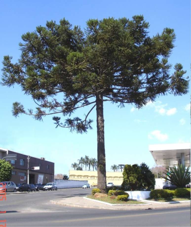 Araucaria. Large size. Araucaria. Large size.