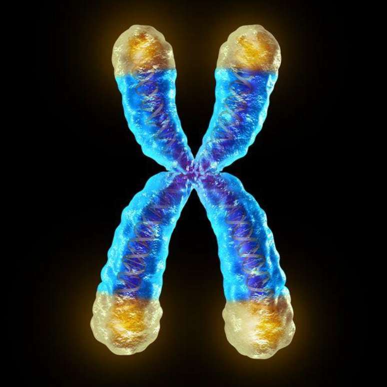 Os telômeros (em amarelo na ilustração) protegem as extremidades dos cromossomos