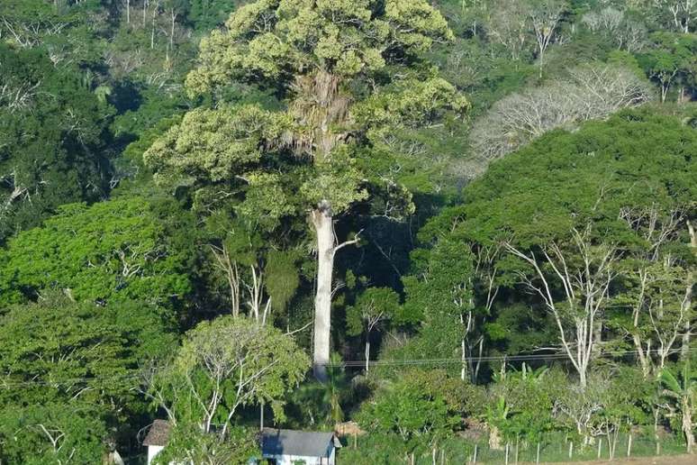 Plantio de cacau atrav&eacute;s da cabruca &eacute; sustent&aacute;vel