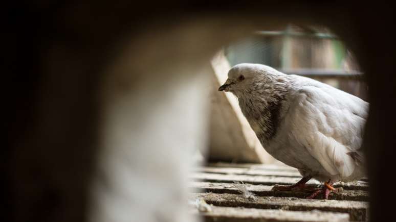 Pomba espi&atilde; no telhado de um pr&eacute;dio antigo. 