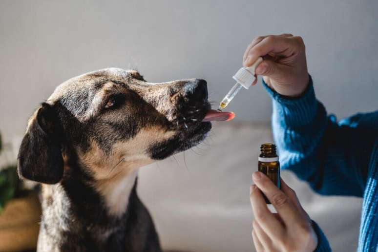 Administração de vermífugos evita que animais sejam contaminados por vermes 
