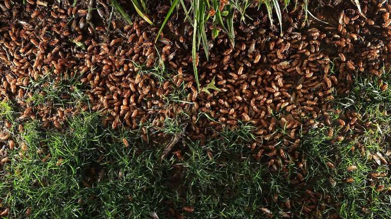 As cigarras periódicas são acompanhadas por pessoas de todo o planeta devido às suas emergências "deliberadamente teatrais" do solo, em quantidades imensas