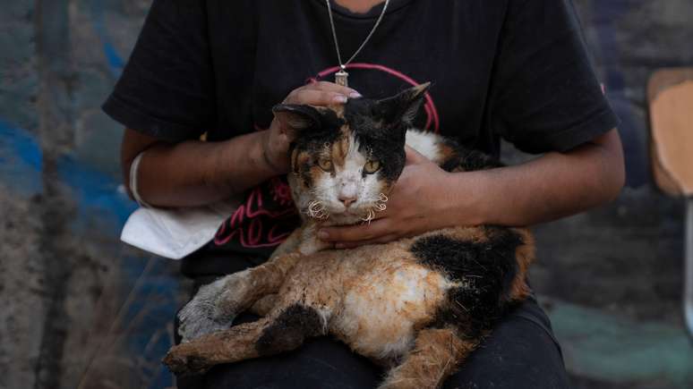 Muitos animais domésticos também foram feridos pelo incêndio, como este gato de El Salto, em Viña del Mar