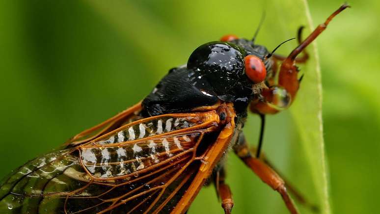 A emergência do solo de duas ninhadas de cigarras ao mesmo tempo certamente será um evento confuso, barulhento e interessantíssimo