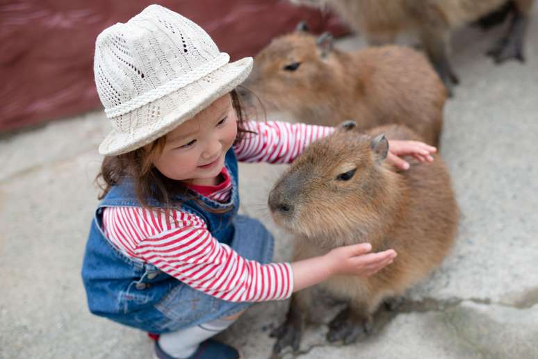 Zoos no Japão, onde capivaras são sensação, permitem interação com o animal