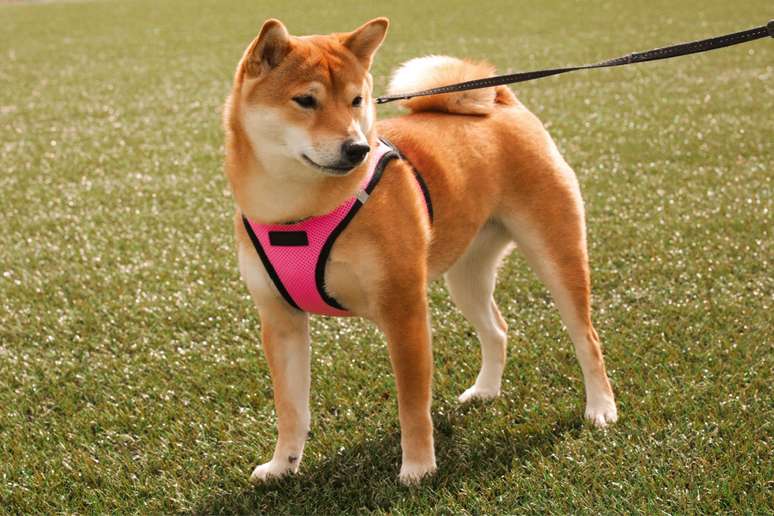 O shiba inu é um cachorro reservado que aprecia a própria companhia 