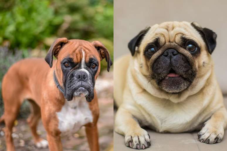 10 pares de raças de cachorros muito parecidos