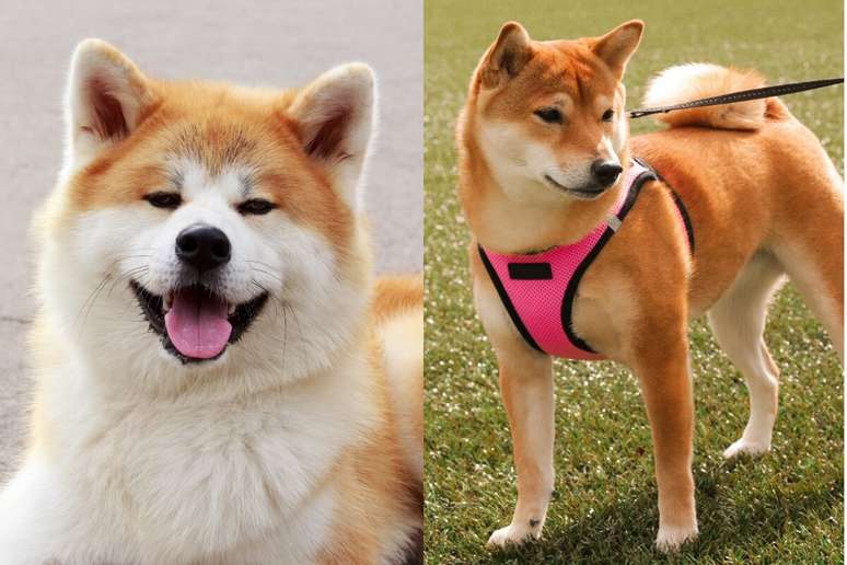 Akita inu e shiba inu tem pelagem espessa e orelhas triangulares 
