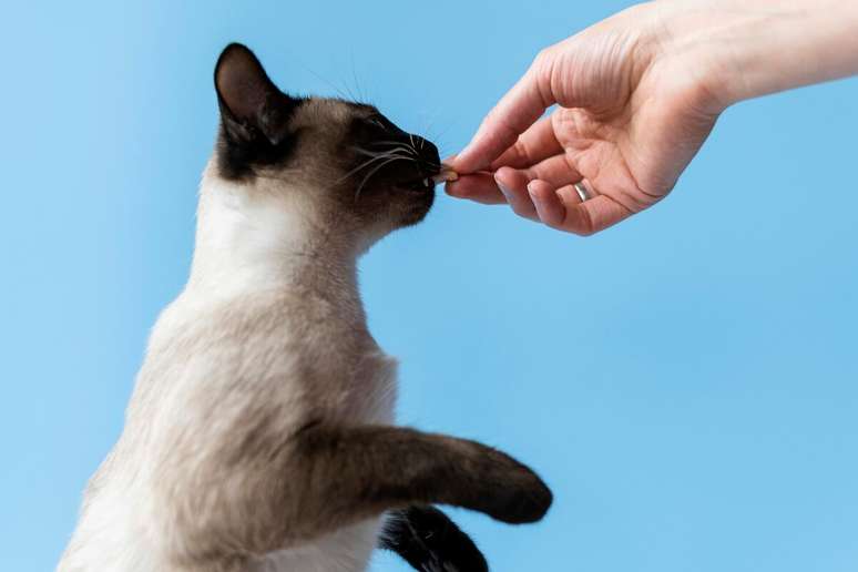 Medicar os gatos na hora certa ajuda a controlar a dor e evita infecções 