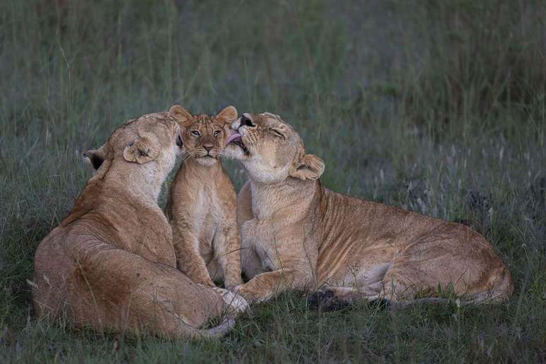 Duas leoas lambem filhote em Maasai Mara, no Quênia