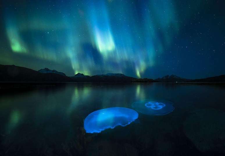 Água-viva lunar fotografada em um fiorde enquanto a aurora boreal brilha no alto