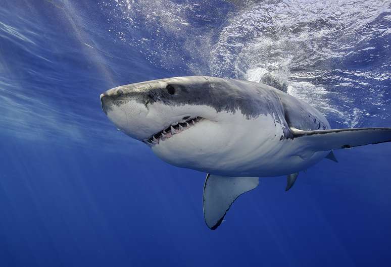 Tubarão-branco na costa do México