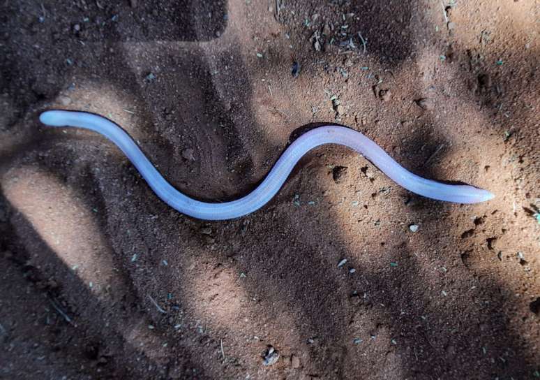 Animal inusitado chamou a atenção de pesquisador