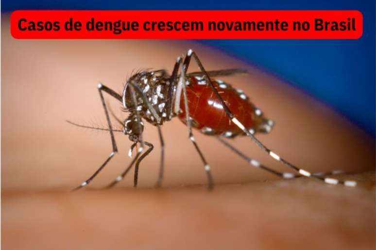 casos-dengue-aumentam-brasil