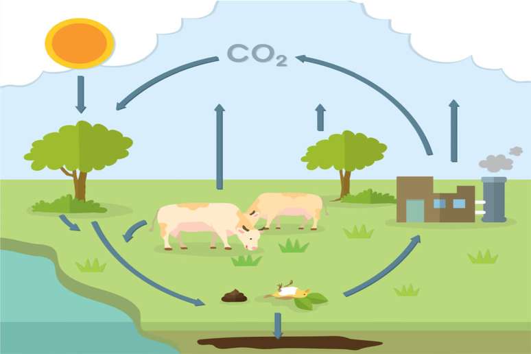 O ciclo do carbono inicia quando plantas e outros organismos autótrofos absorvem o gás carbônico da atmosfera 