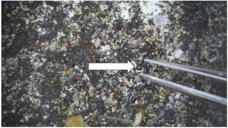 Esférula coletada pela equipe de Loab em meio a detritos no Oceano Pacífico (Imagem: Reprodução/Abraham Loeb et al.)