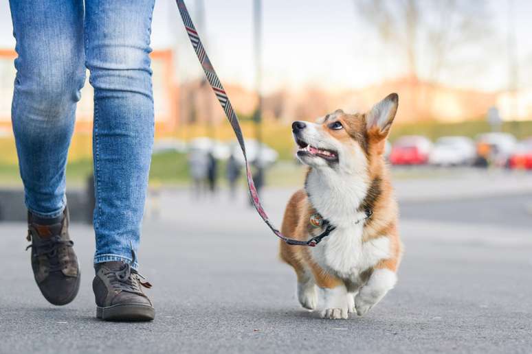 A rotina é imprescindível para a qualidade de vida do seu pet 