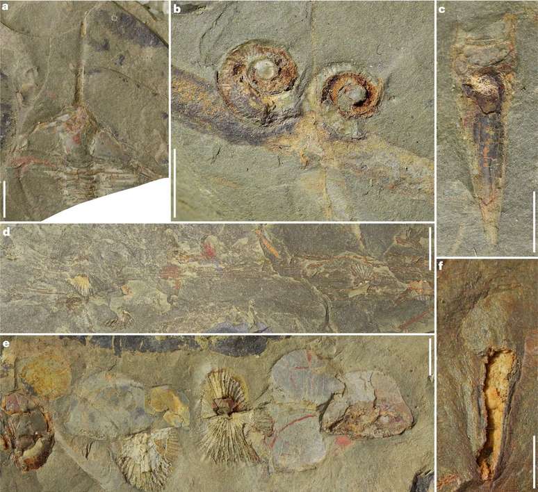 Trilobitas, gastrópodes, esponjas, artrópodes e muito mais mineralizados e fossilizados na biota francesa (Imagem: Saleh et al./Nature Ecology & Evolution)
