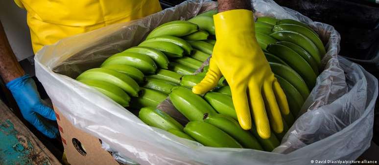 Em 2023, o Equador exportou mais de 350 milhões de caixas de banana
