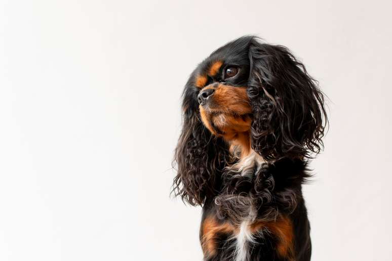 The Cavalier King Charles Spaniel does well both indoors and outdoors. 