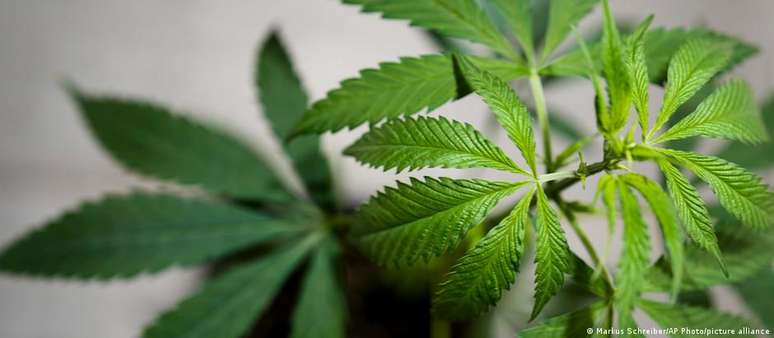 The plan to free cannabis tourism divides Uruguayans
