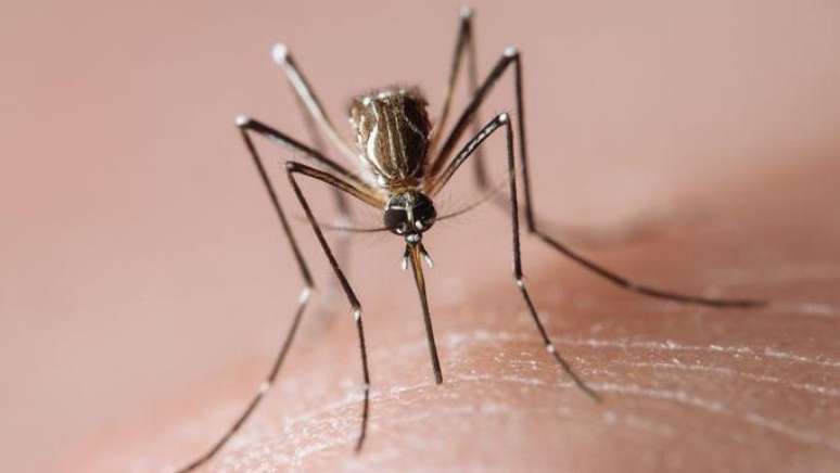 O Brasil já teve mais de 400 mil casos prováveis de dengue em 2024