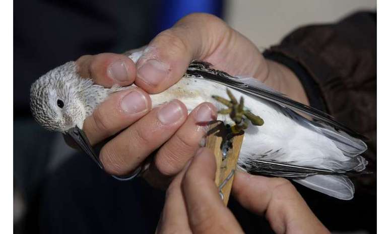 Pássaro costeiro Red Knot, aves também estão ameaçadas 