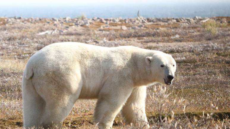 Os ursos polares do estudo perderam peso ao passar mais tempo em terra, à medida em que o gelo marinho derrete