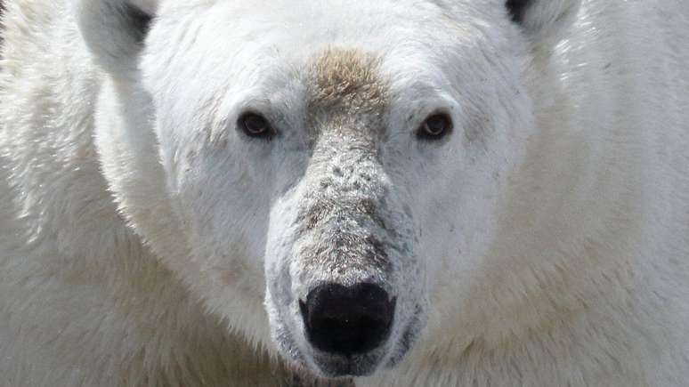 O urso polar se tornou o exemplo da crescente ameaça das alterações climáticas