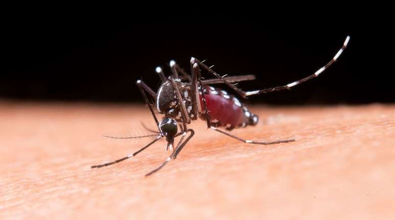 Fiocruz alerta para casos assintomáticos de dengue (Imagem: Jcomp/Freepik)