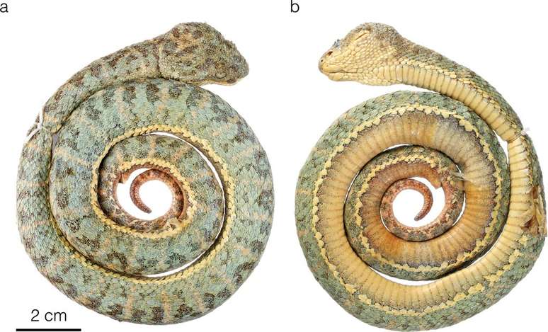 Víbora-de-pestana-de-rahim (Imagem: Arteaga et al, 2024/Evolutionary Systematics)