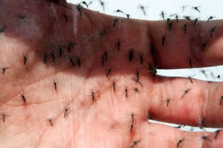 O mosquito Aedes aegypti é transmissor do zika, da dengue e da chikungunya