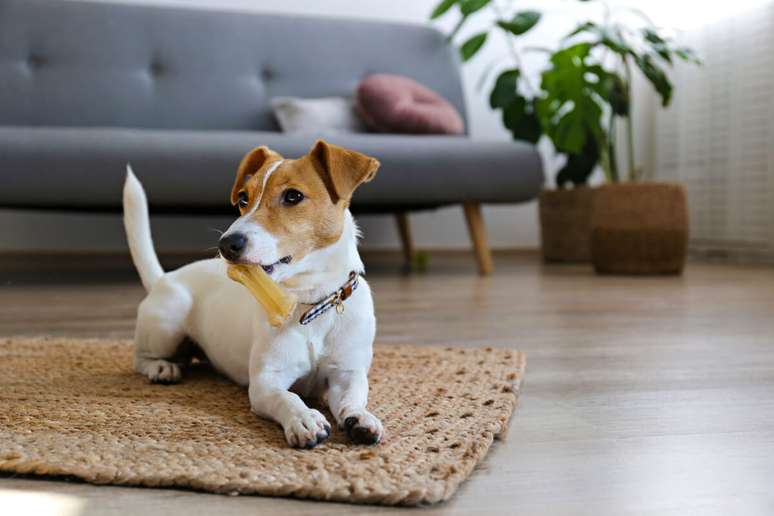 Os pets devem ser introduzidos de maneira cuidadosa aos novos espaços 