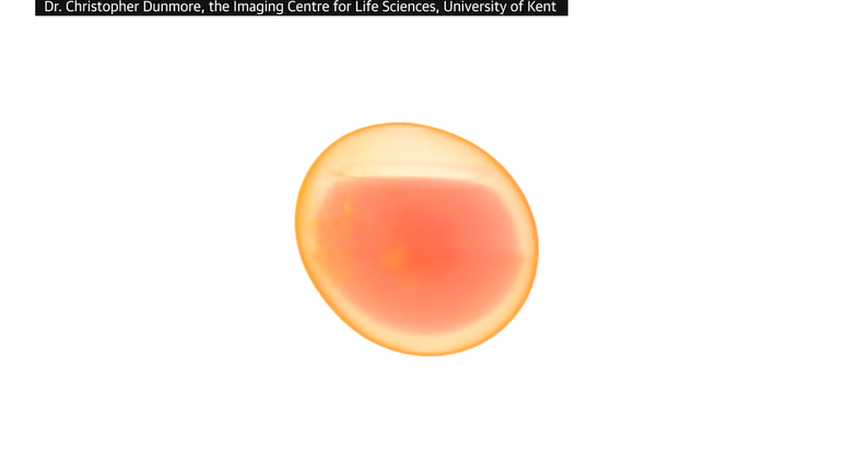 O líquido no interior do ovo, como revelado pela tomografia — clara e gema se misturaram e ficam abaixo da bolha de ar (Imagem: Christopher Dunmore/University of Kent)