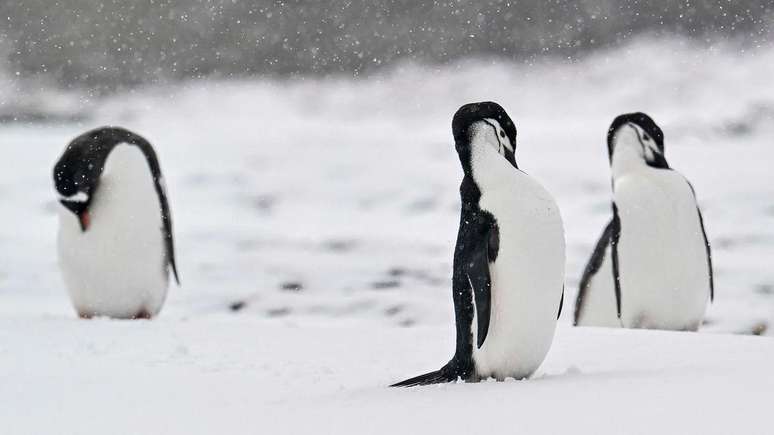 Os pinguins-de-barbicha podem cochilar até 10 mil vezes por dia. Mas os seres humanos não conseguem ter a quantidade de sono necessária da mesma maneira