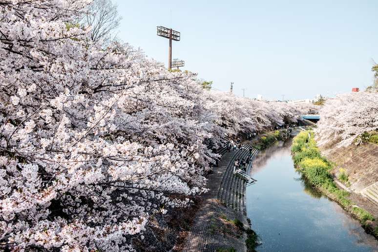 O rio Yamazaki na época das flores de cerejeira