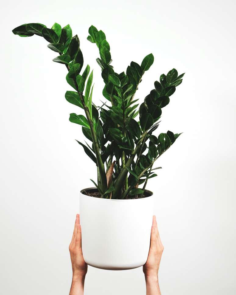How to grow Zamioculca, the ZZ plant