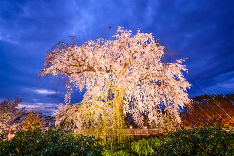 A grande atração do Maruyama Park é essa cerejeira, que se ilumina por inteira ao anoitecer