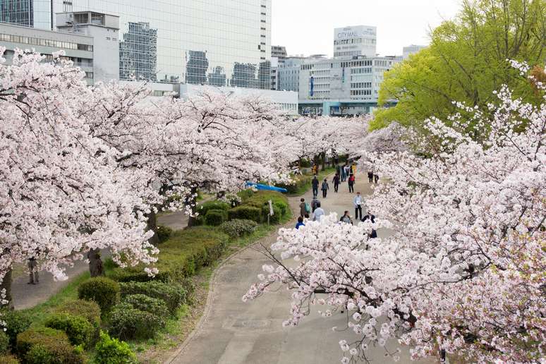 O caminho pelo Kema Sakuranomiya Park é assim: cheio de cerejeiras