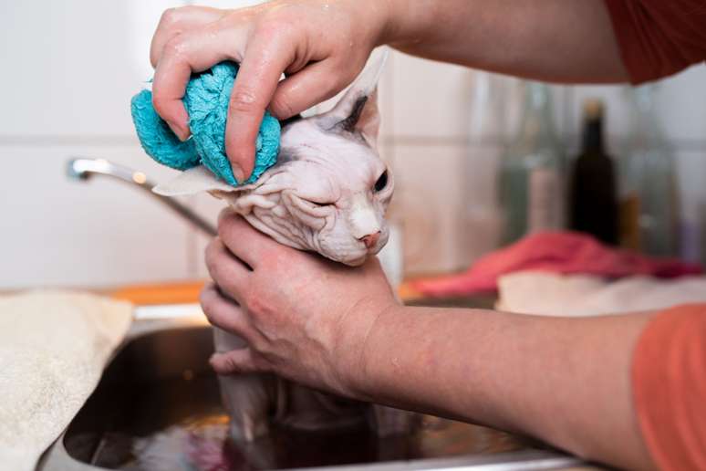 Os gatos da raça sphynx requerem atenção especial à pele, incluindo banhos frequentes 