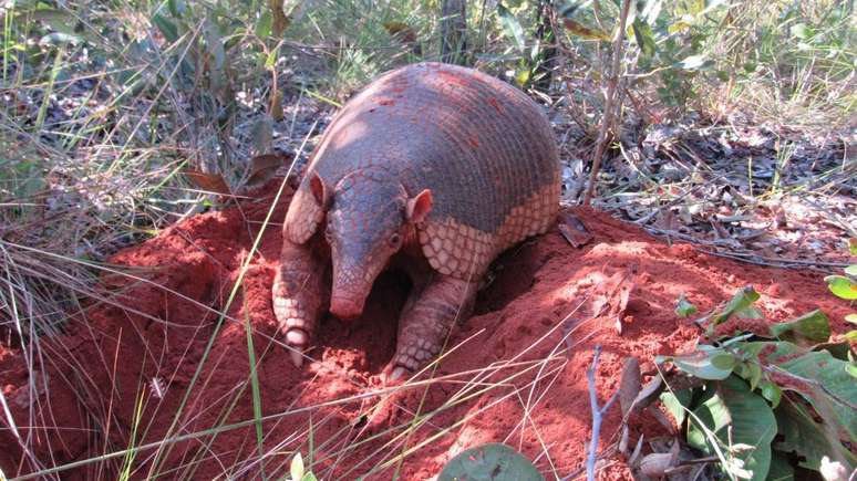 Em média, um tatu-canastra cava uma toca a cada três noites. Com isso, eles alteram seu habitat natural e criam novos habitats para outras espécies