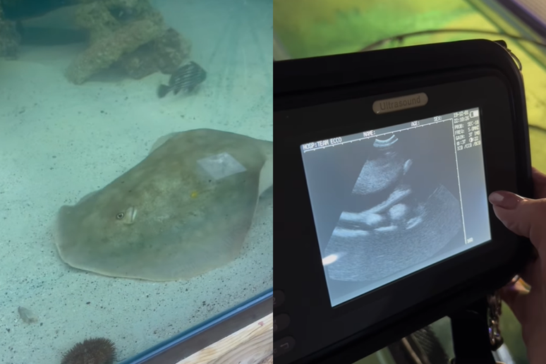 Arraia surpreende aquário nos EUA após aparecer grávida 