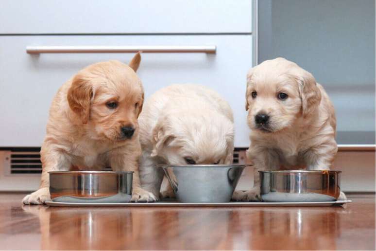 Frutas podem ser adicionadas ao cardápio do cachorro 